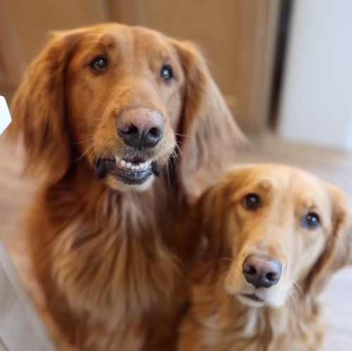 Instagram post by @dentalfreshpets