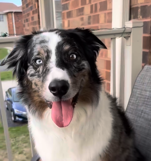 Instagram post by @dentalfreshpets