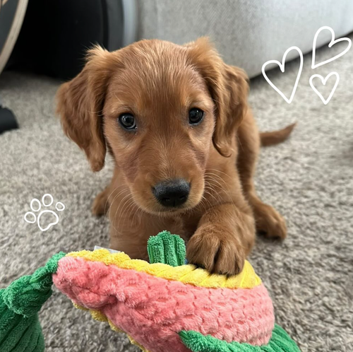 Instagram post by @dentalfreshpets