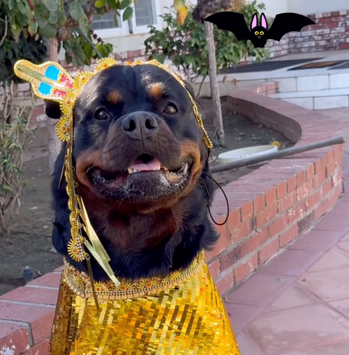 Instagram post by @dentalfreshpets