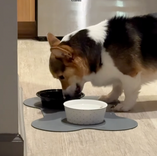 Instagram post by @dentalfreshpets