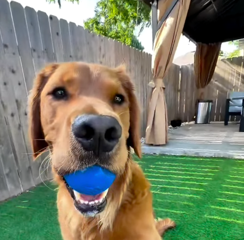 Instagram post by @dentalfreshpets