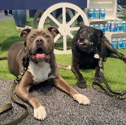 Instagram post by @dentalfreshpets