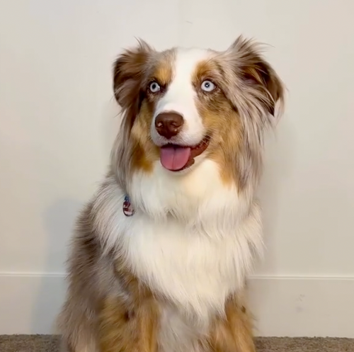 Instagram post by @dentalfreshpets