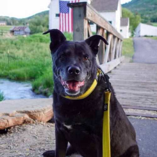 Instagram post by @dentalfreshpets