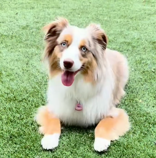 Instagram post by @dentalfreshpets